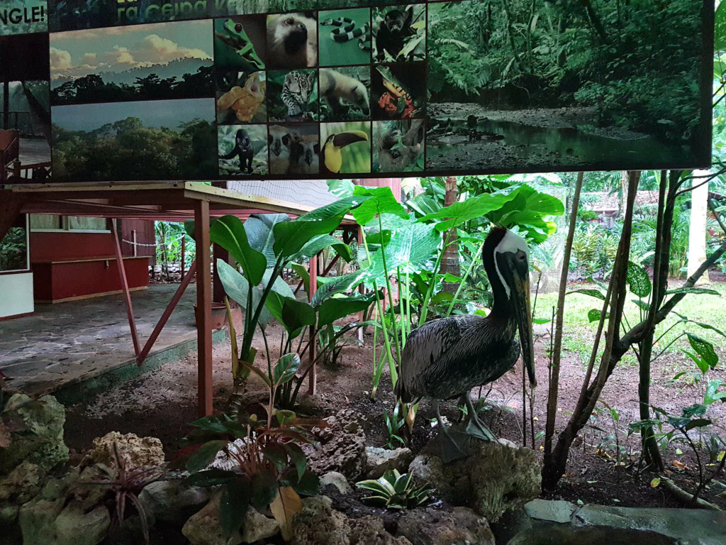 Learning: Sicherheitsabstand von 2 m ist bei diesem Pelikan angebracht!