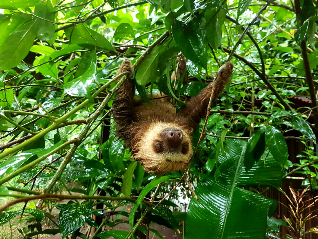 Neugierige Bewohner des Rescue Centers