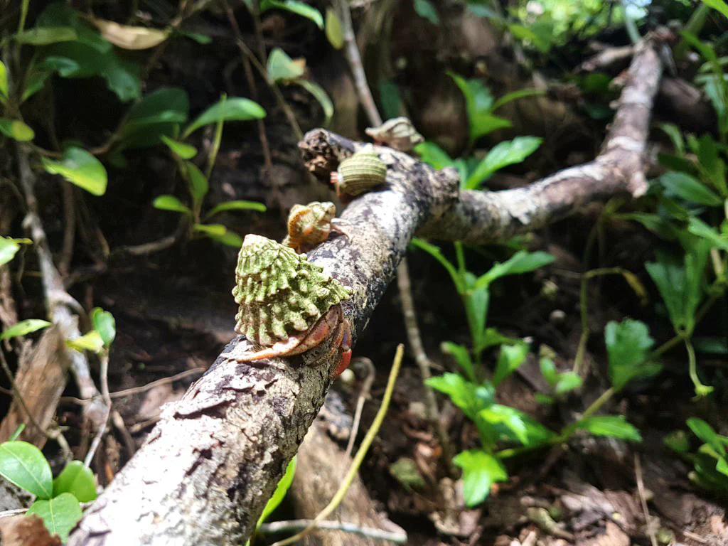 Üppiges Grün im Nationalpark