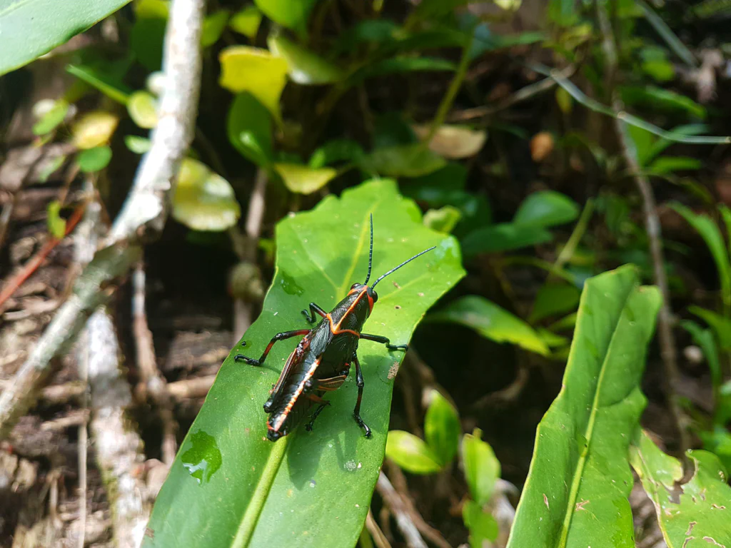 Blattschneideameisen bei der Arbeit