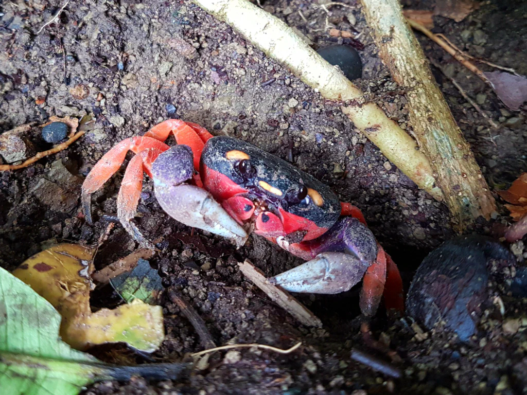Alle Krebse waren so scheu! Außer dieser - kein Zoom!