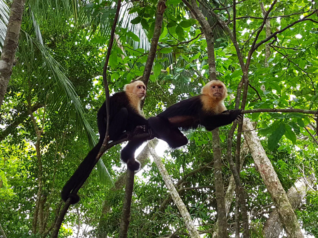 Freches Kapuzineräffchen