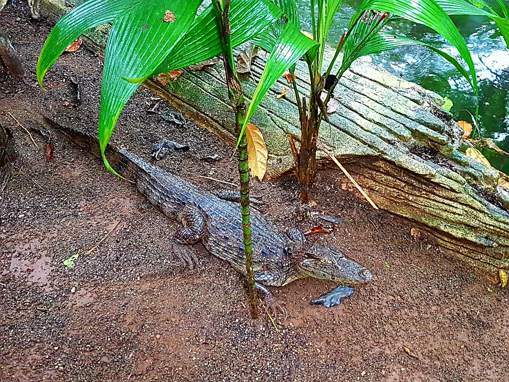Tierische Begegnungen im Jaguar Rescue Center