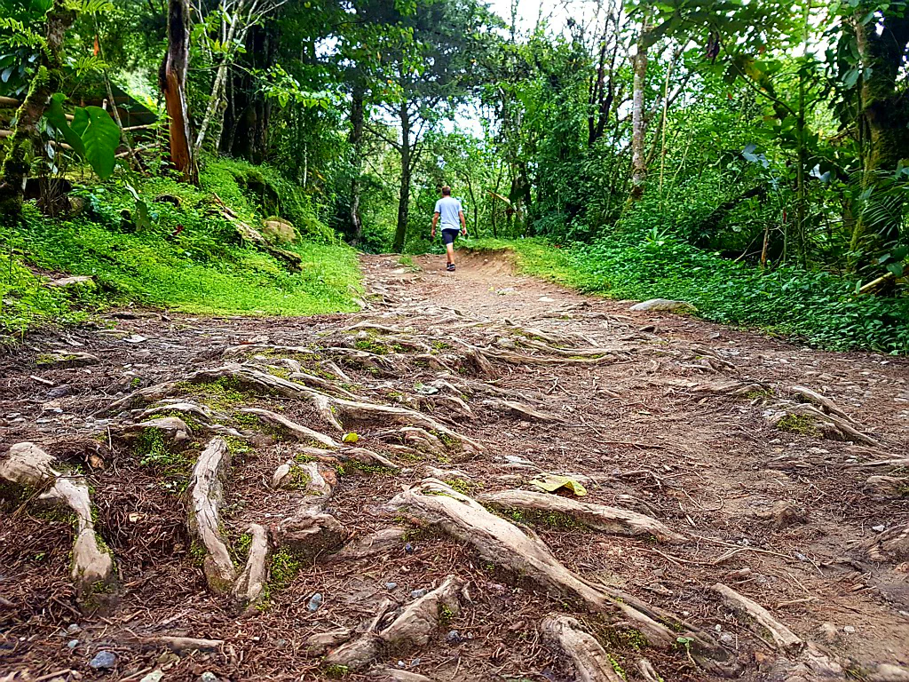 Üppige Vegetation überall