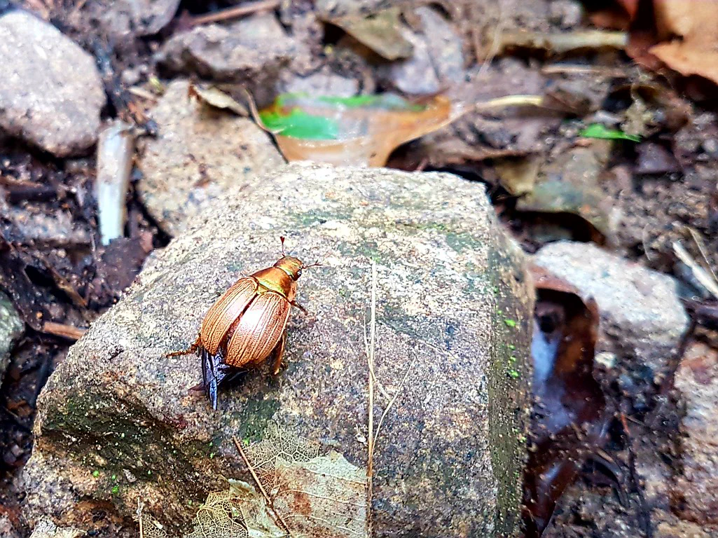 Abendstimmung im Nebelwald