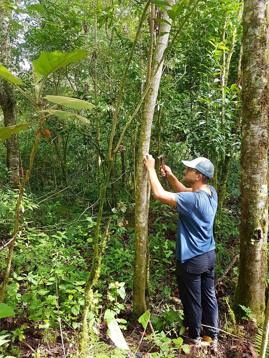 Jan nummeriert Bäume ...