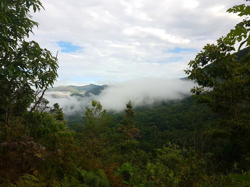 Unverkennbar: Nebelwald