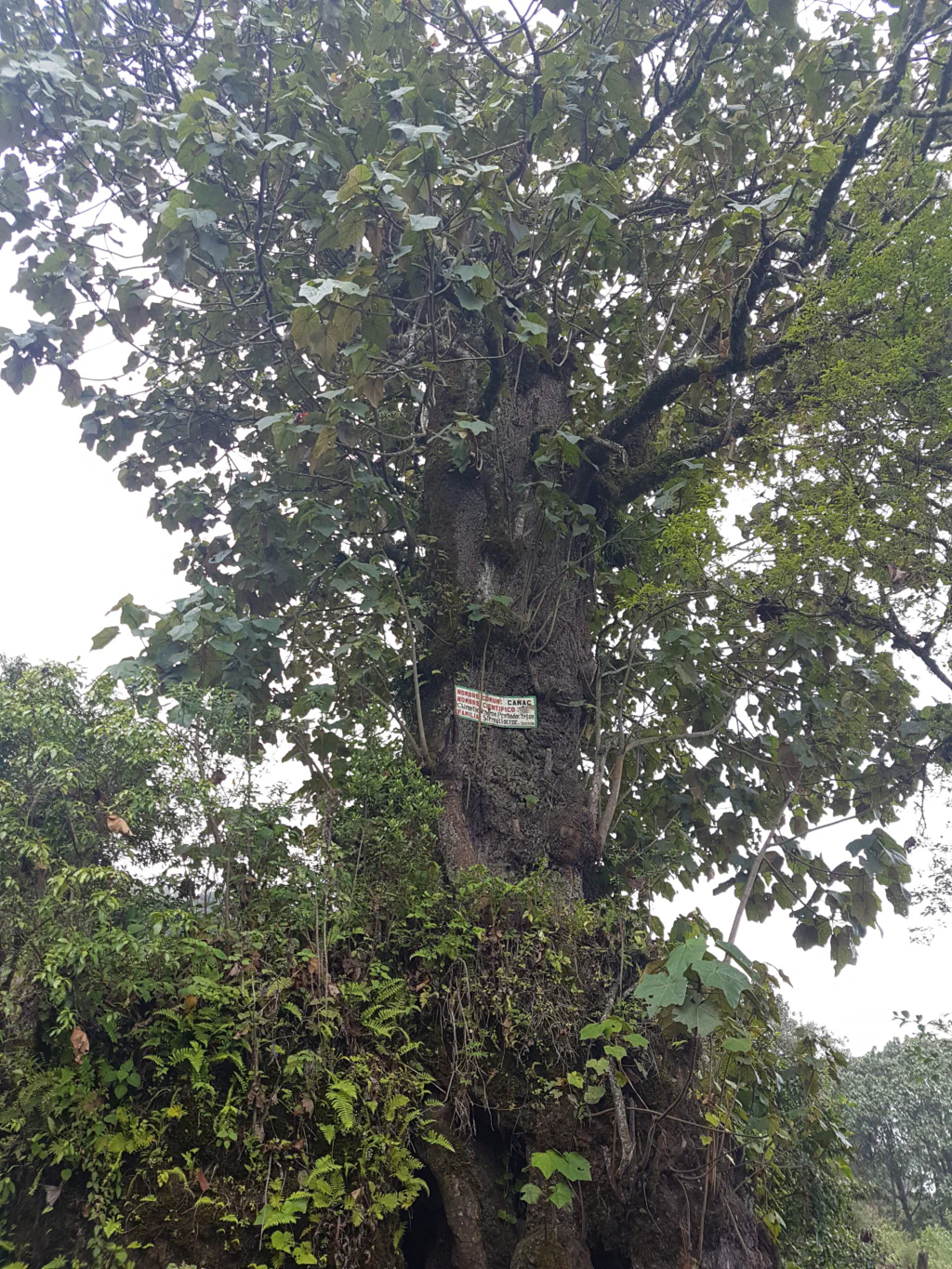 Am Fuß des Vulkans ist alles grün.