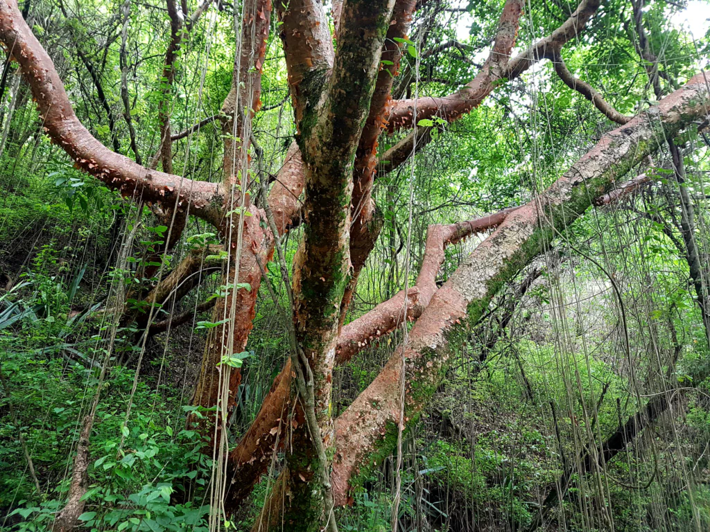 Der kleine Wasserfall