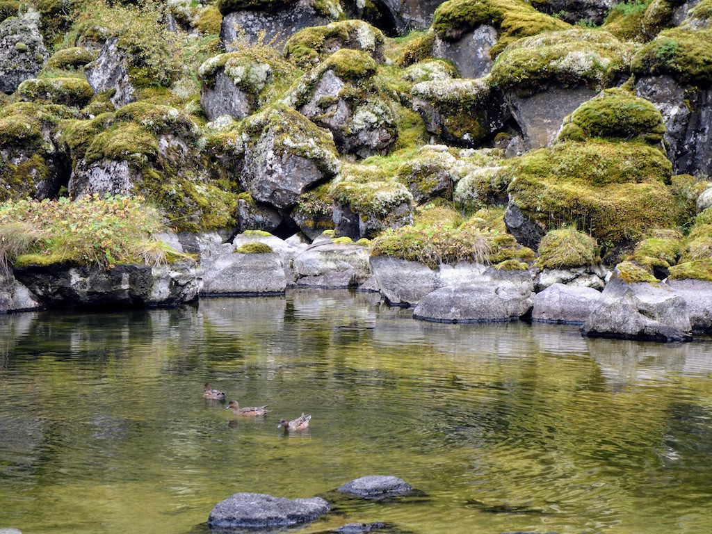 Die Felswand von Ásbyrgi ließ sich so schlecht fotografieren… diese Enten planschen unter ihr!