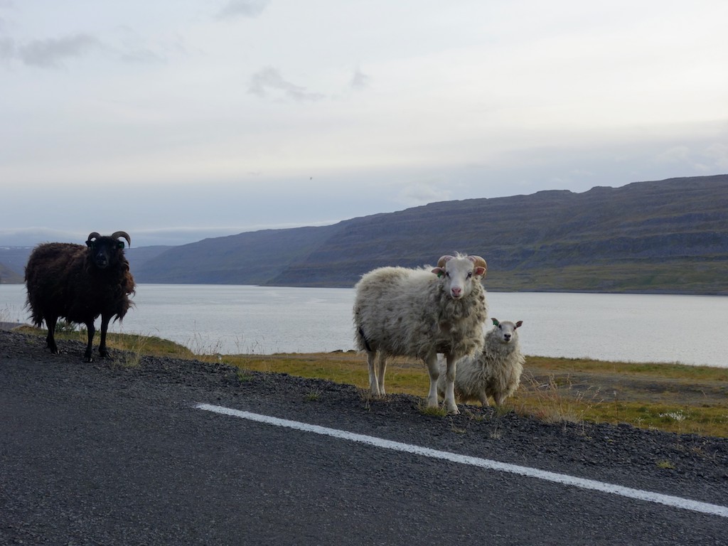 Verkehrsregel Nr. 1: Tiere haben immer Vorfahrt.