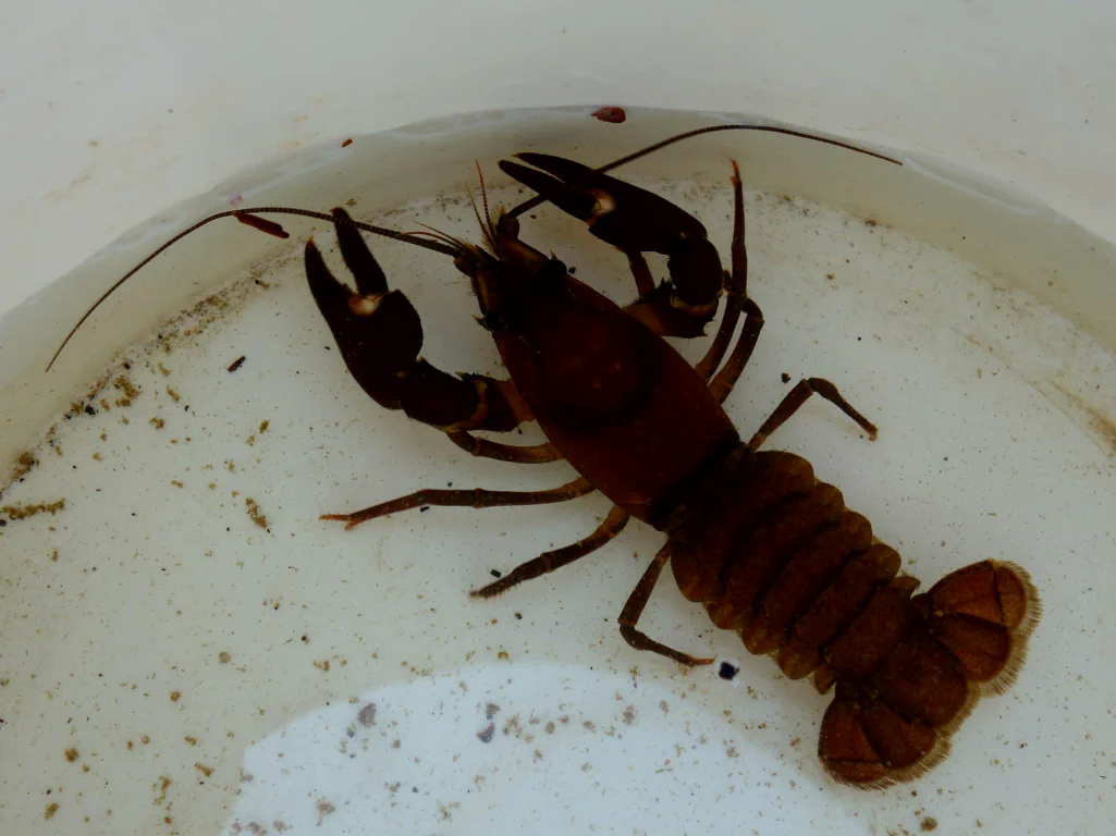 Selbstgefangener Crayfish