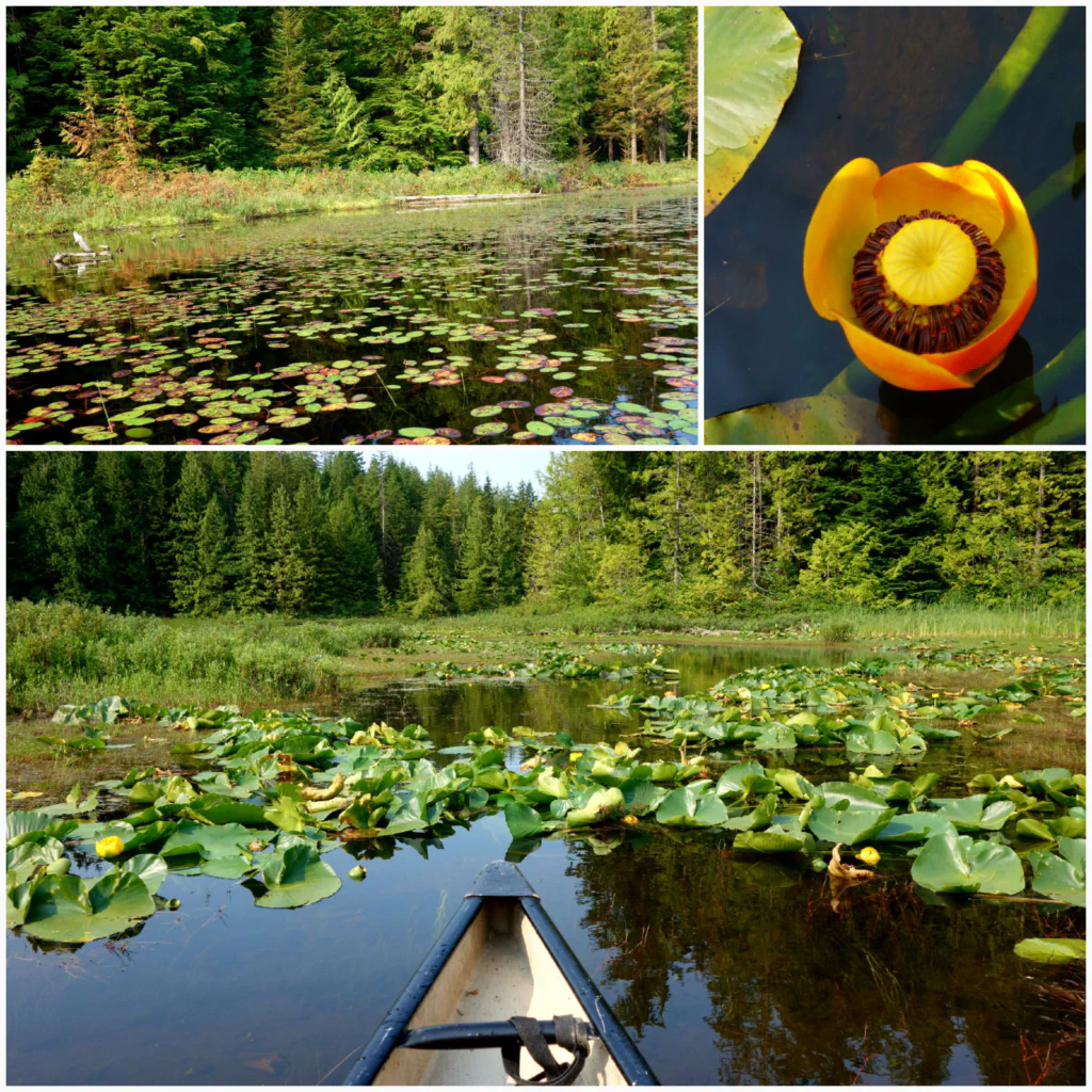 Seerosen so weit das Auge reicht