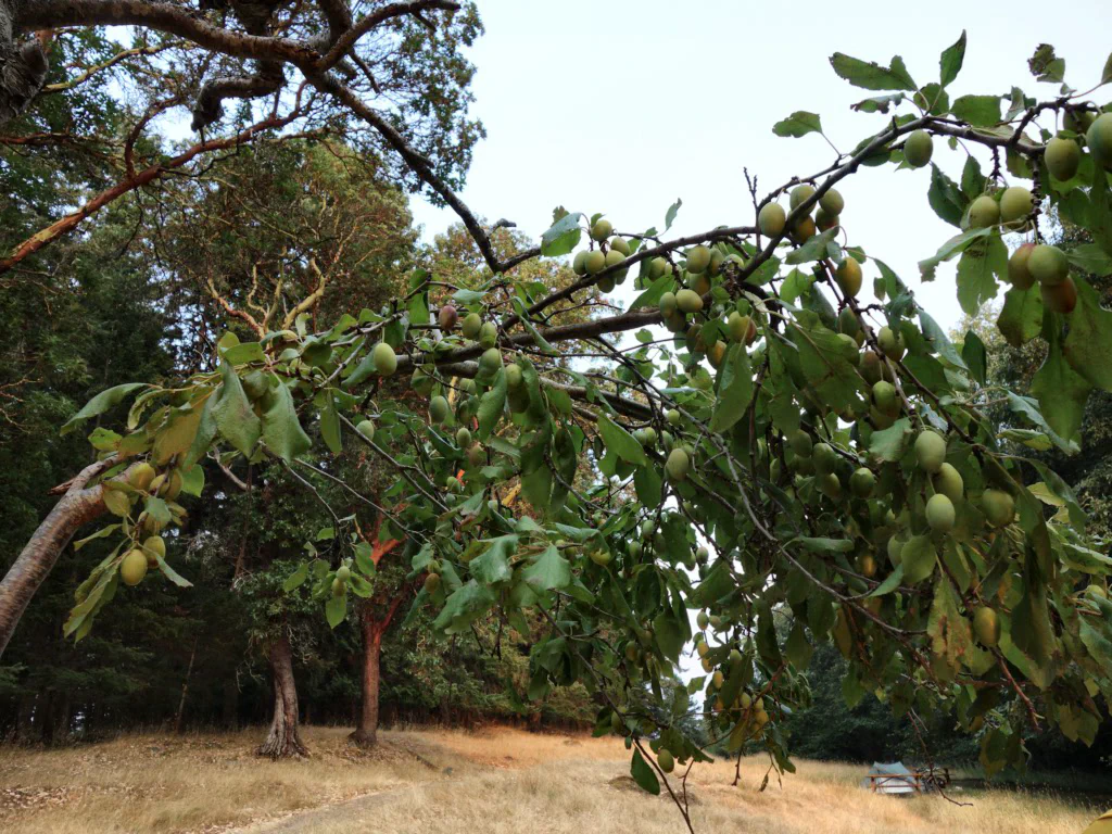Campsite mit Früchten