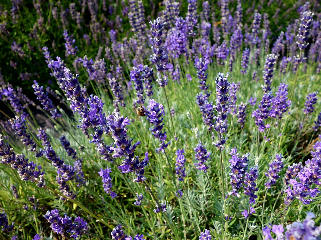 Radeln durch die Lavendelfelder