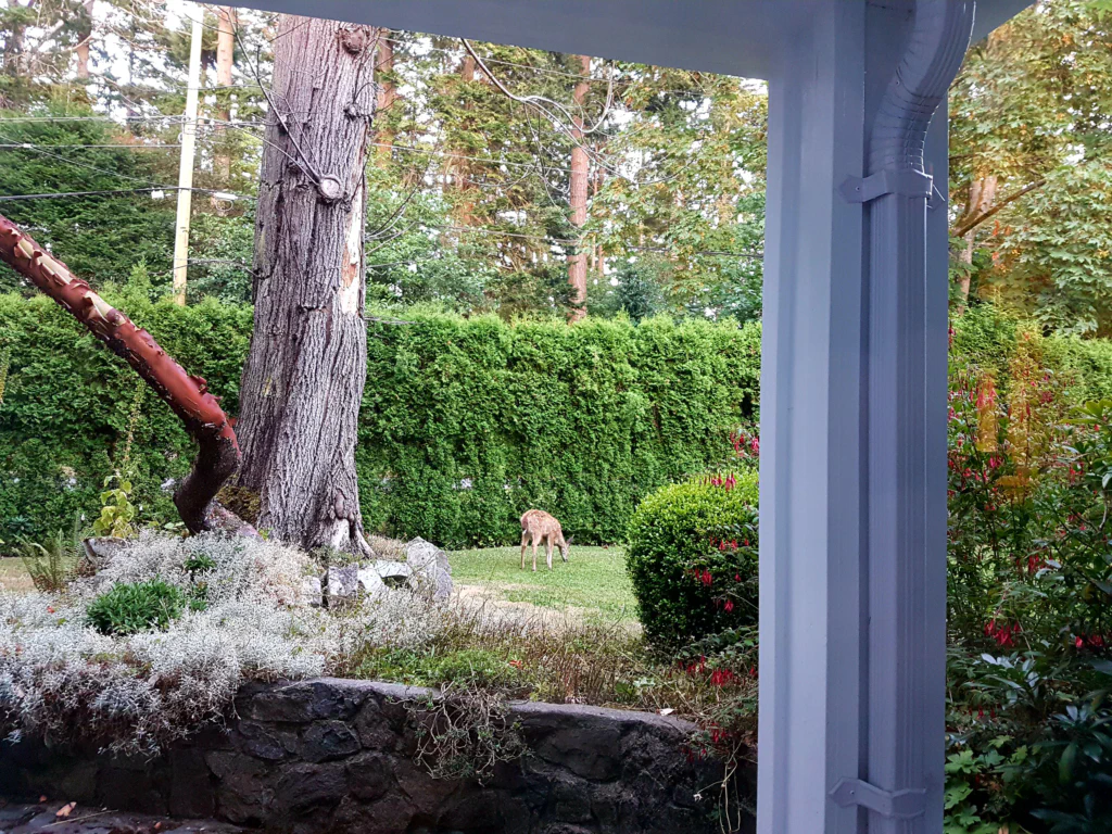 Ein Reh im Vorgarten