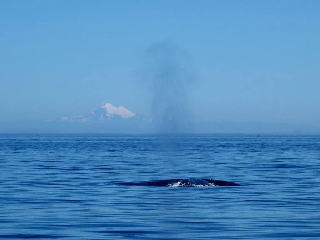 Da blaest der Grauwal!