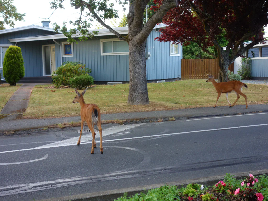 Rehe auf der Straße: Alltag in Victoria