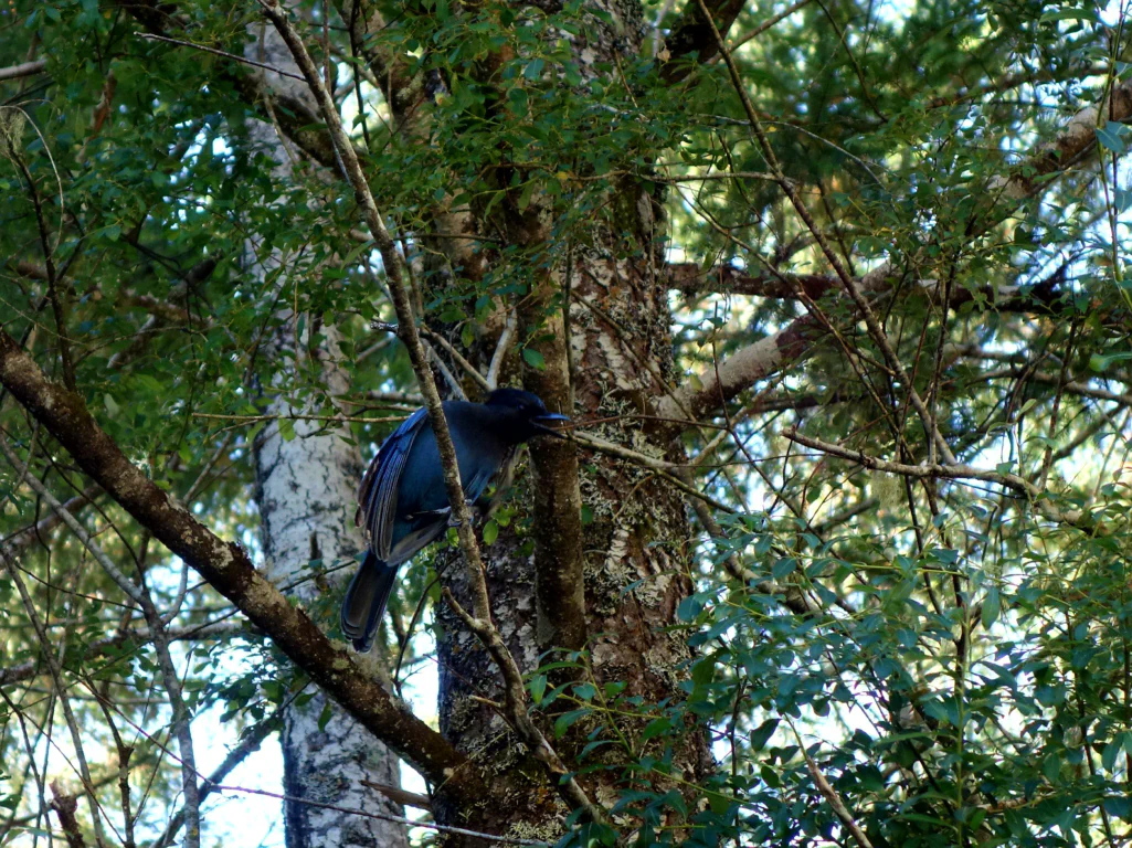 Jan springt in den Sproat Lake