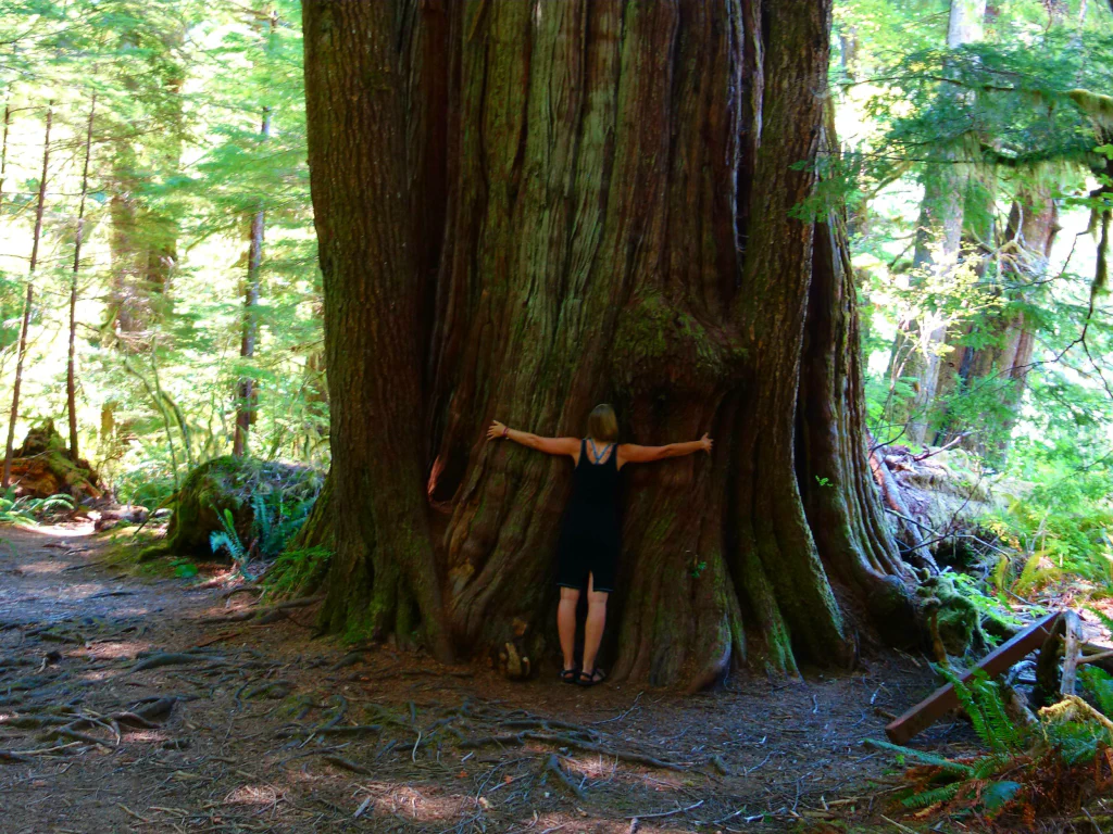Alte Zedern am Canoe Creek Trail