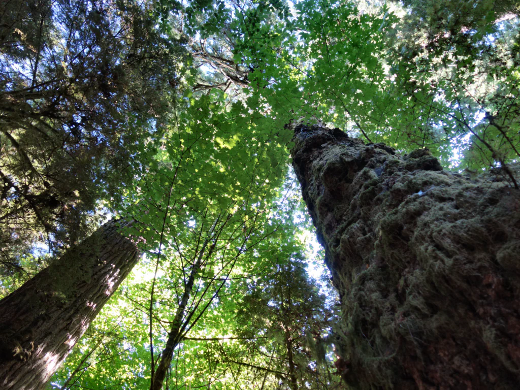 Das Ende des Baumes ist mit bloßem Auge kaum zu sehen.