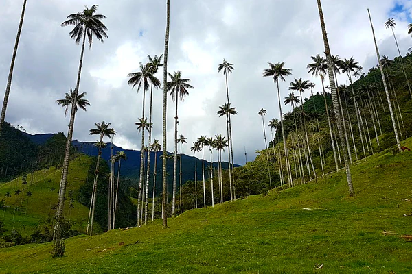 Heimatgefühle in Kolumbiens Kaffeeoase Salento