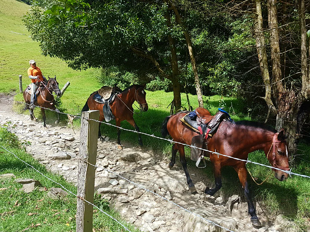 Die ersten Wachspalmen am Horizont