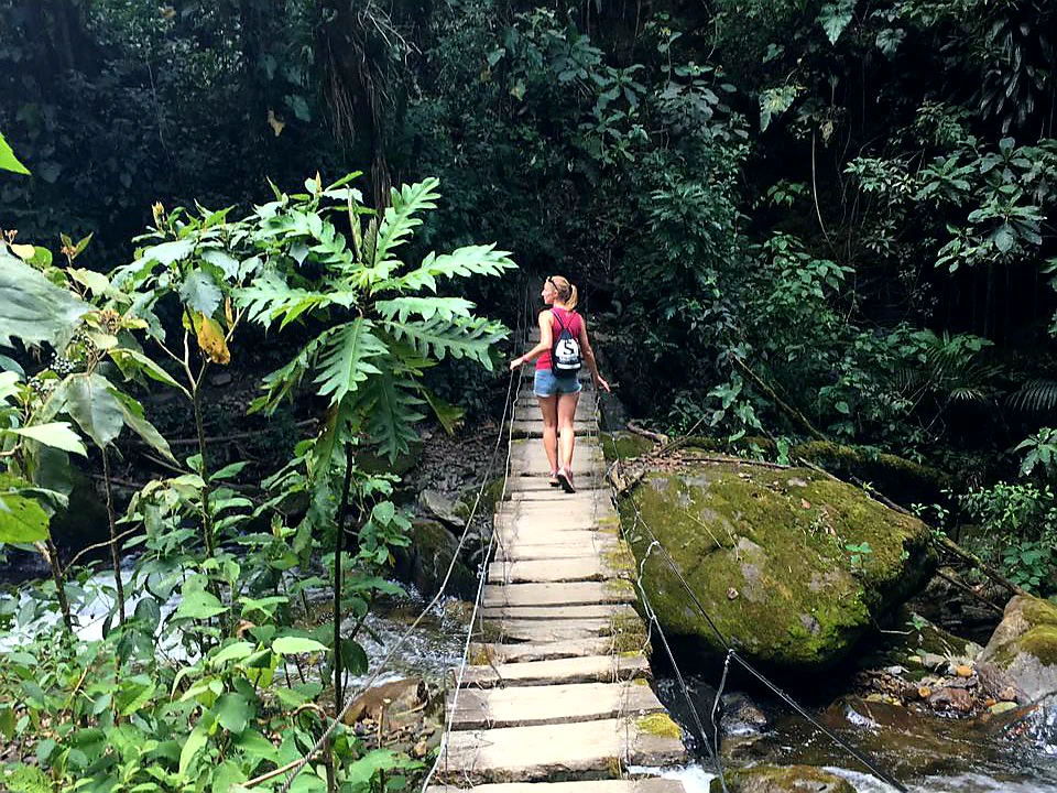 Rein in den Nebelwald