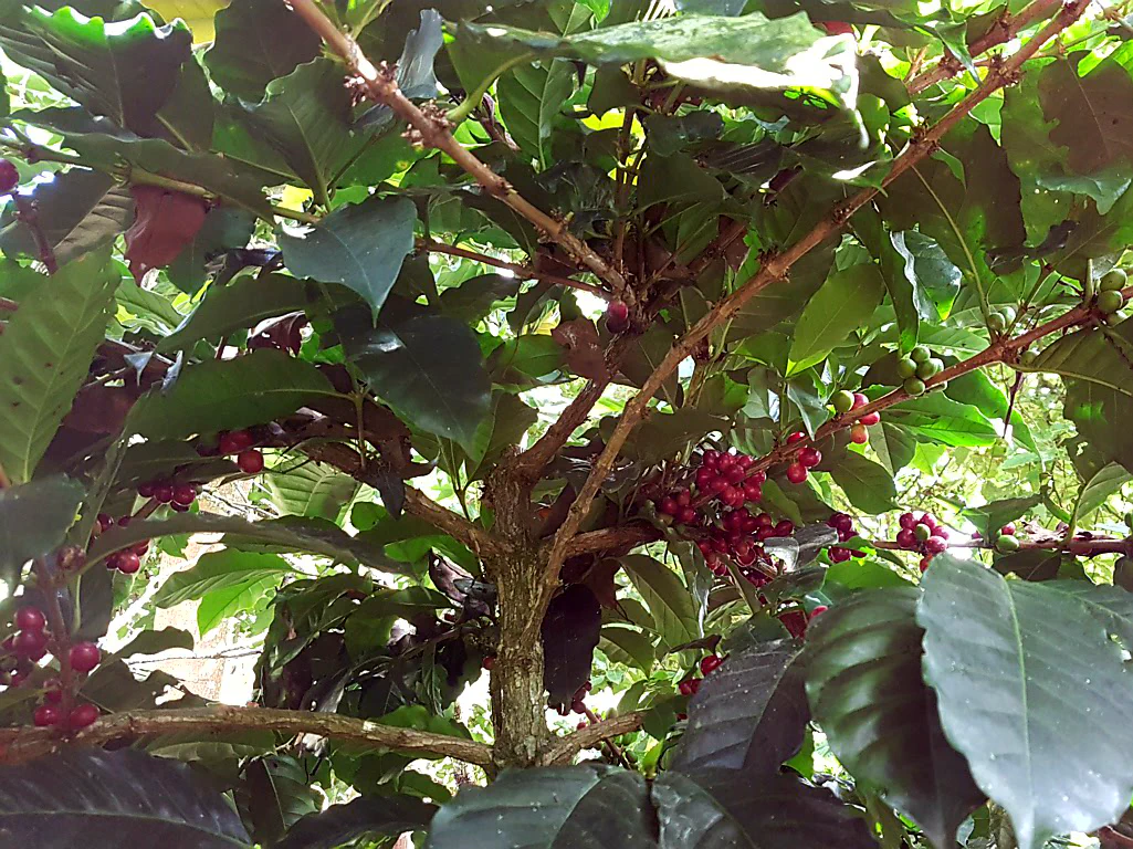 Reife Kaffeekirschen...