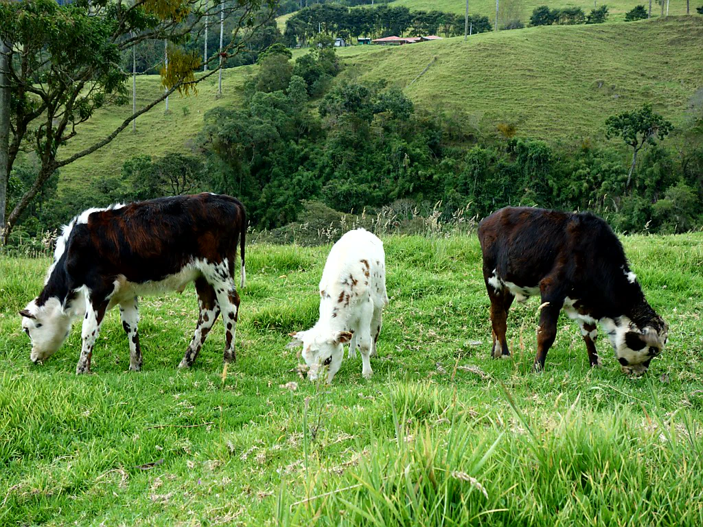 60 Meter ragen sie in die Höhe