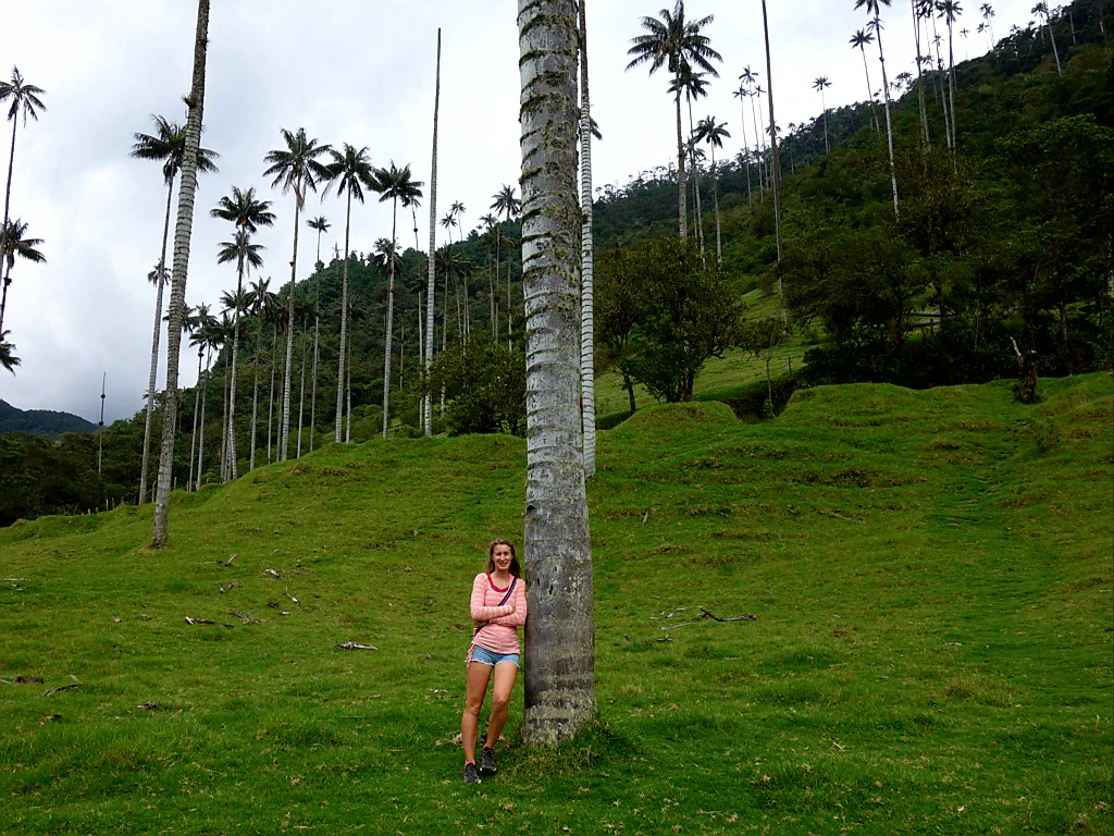 Die berühmten Wachspalmen