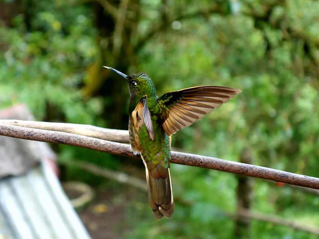 Kolibri im Schutzgebiet
