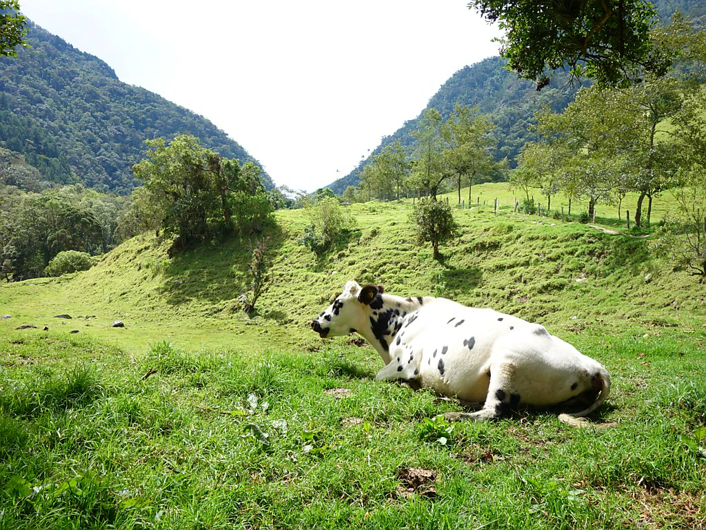Start der Cocora-Wanderung