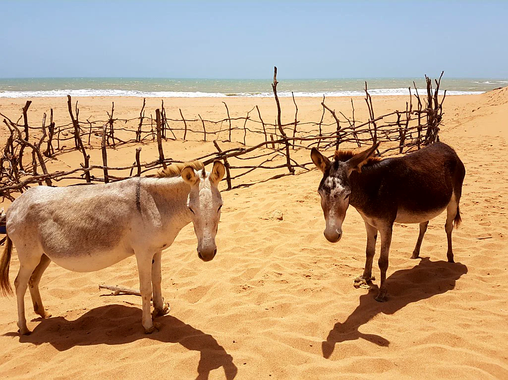 Sie sahen nicht so aus, als würden sie gerne gestreichelt werden...