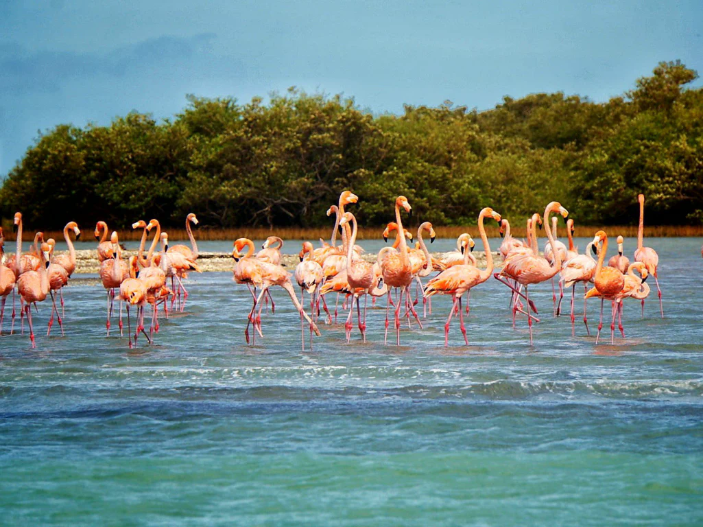 Und so sahen sie mit Koens Spiegelreflexkamera aus!