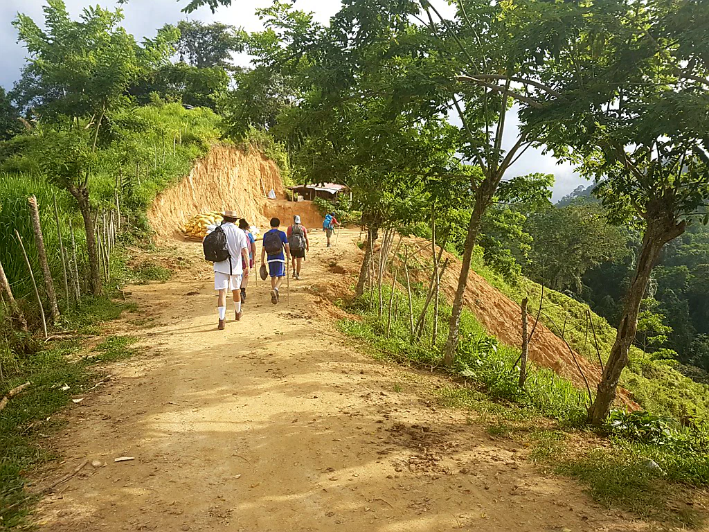 Bananenstauden am Wegesrand
