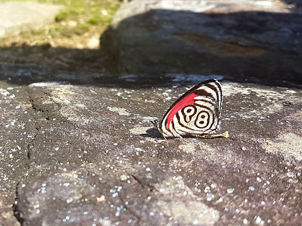 Wunder der Natur: Auf dem anderen Flügel trägt er eine 89!