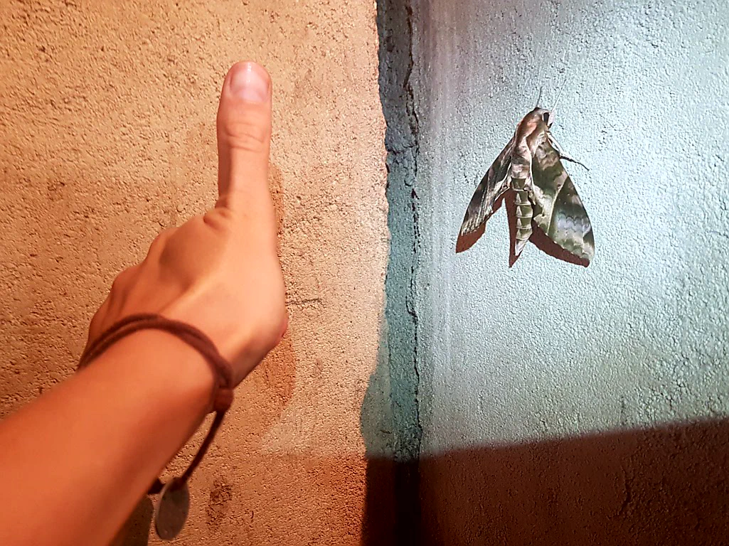 Jep, wir sind im Dschungel!