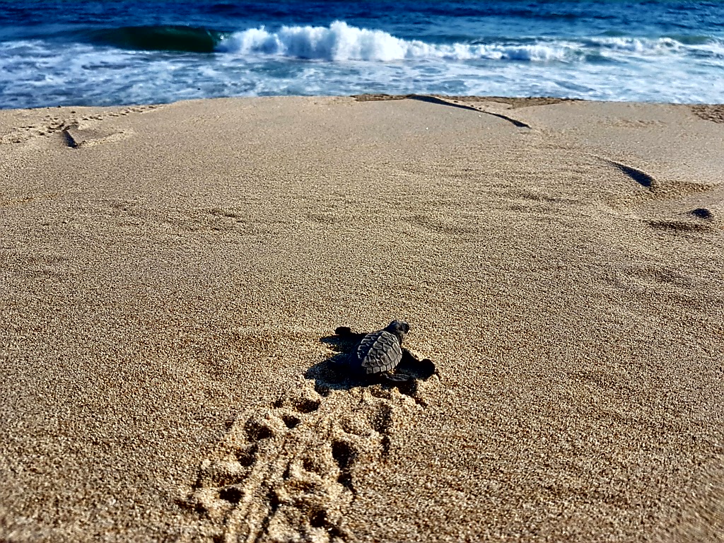 Everybody goes surfing in Puerto Escondido!