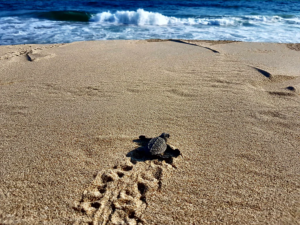 Sonnenuntergang am Playa Bacocho