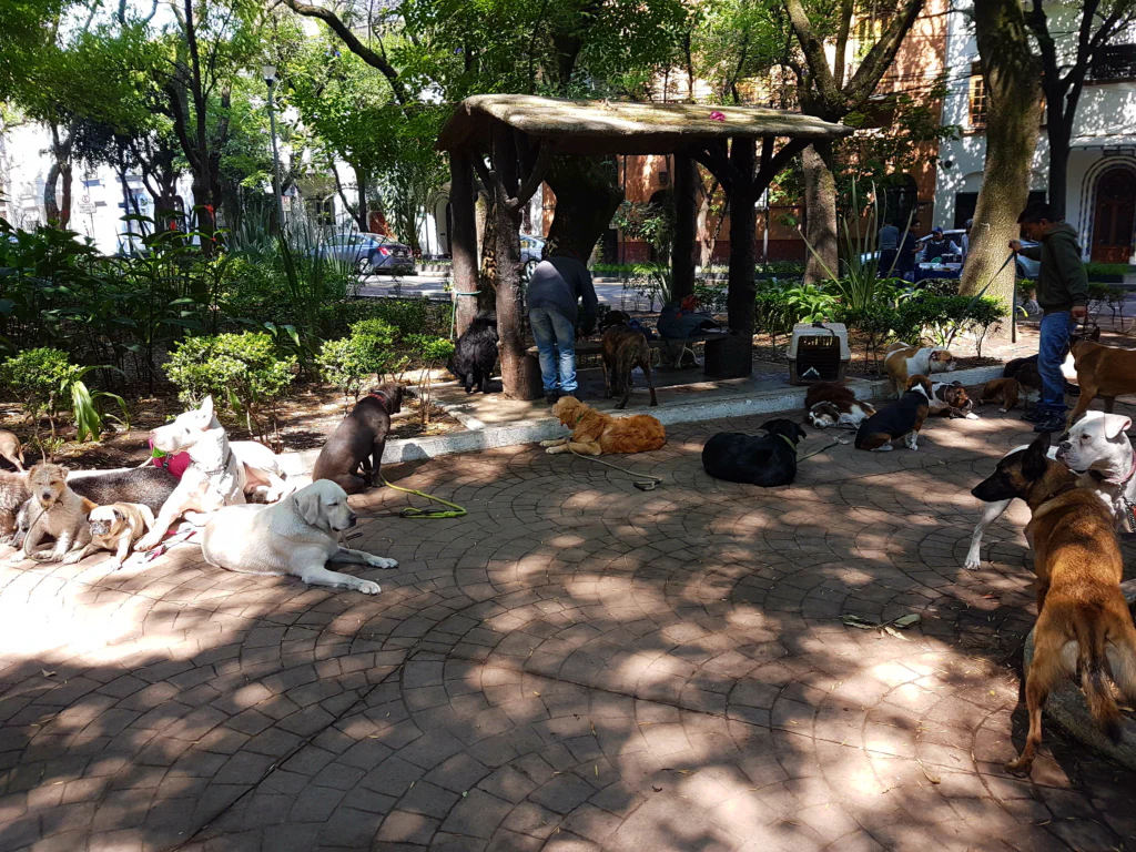 Hundeschule im Parque España