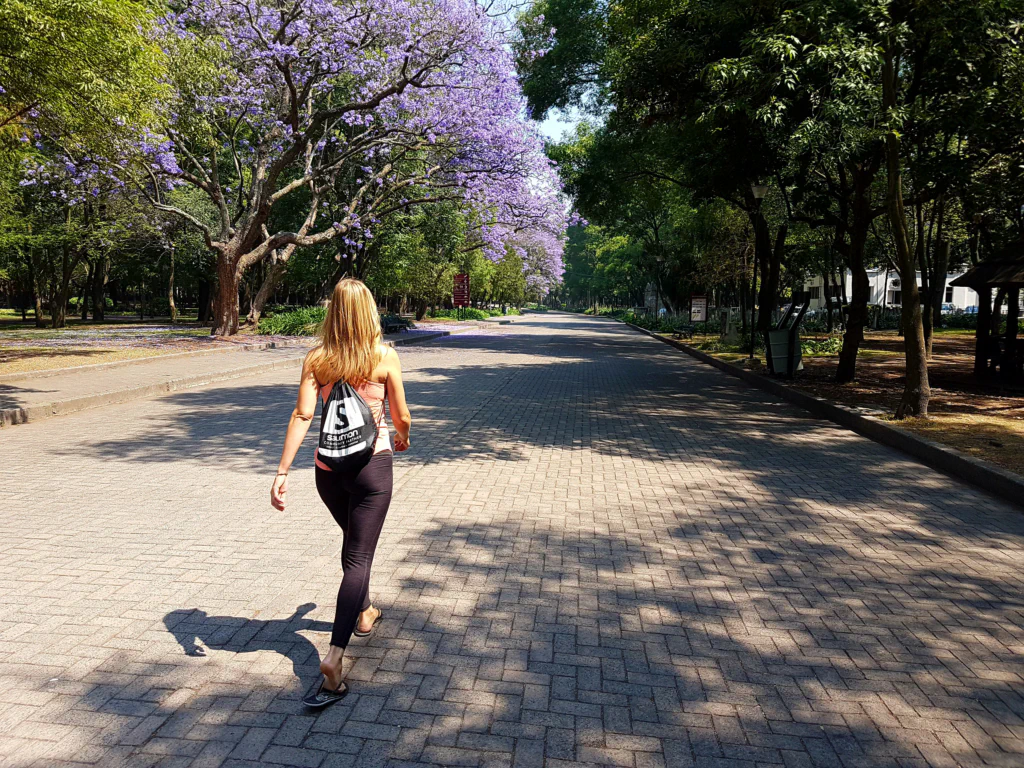 ...in voller Jacaranda-Blüte