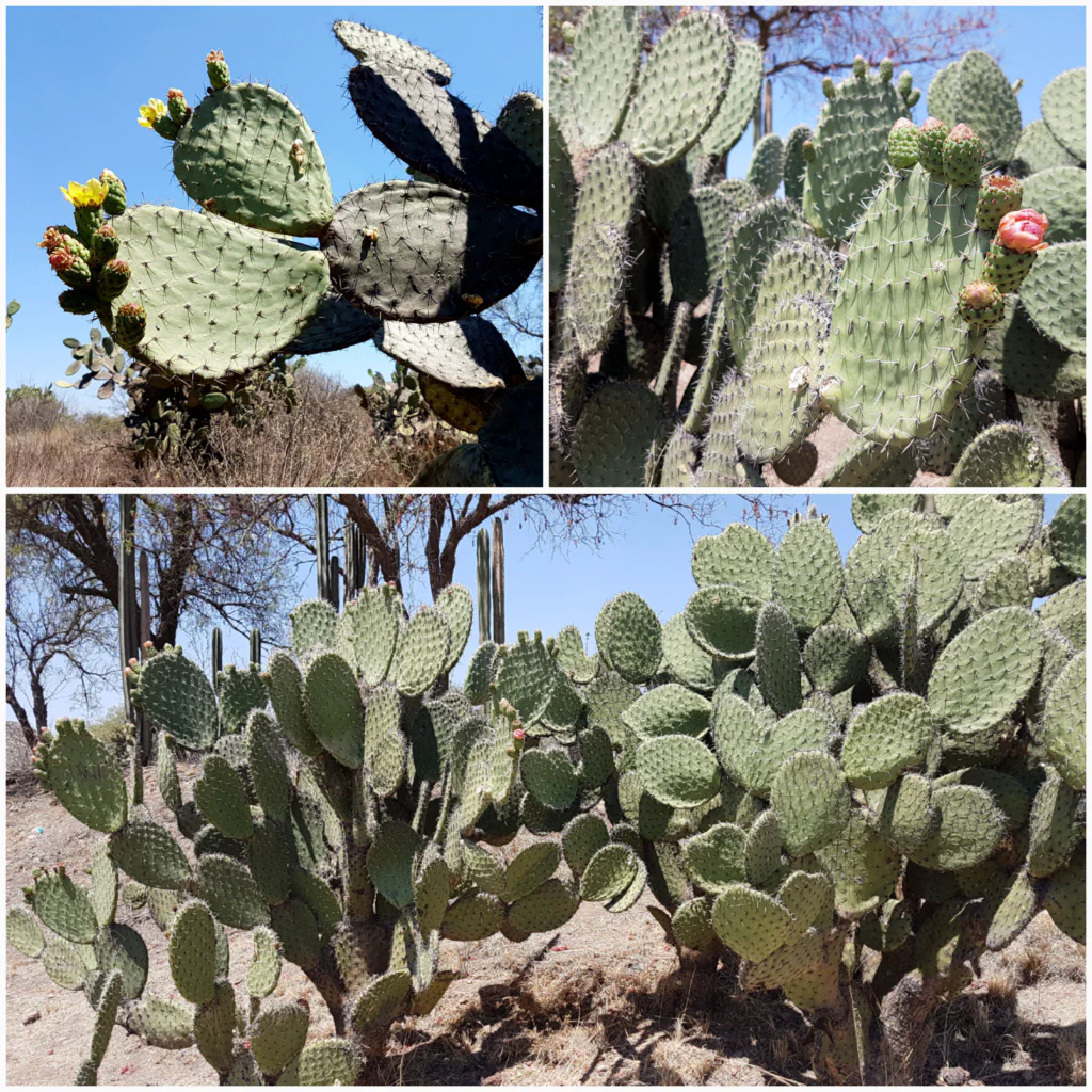 und ganz viele Kakteen!