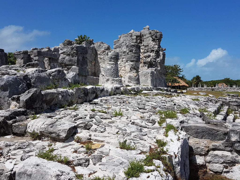 Sonnenbadende Eidechsen