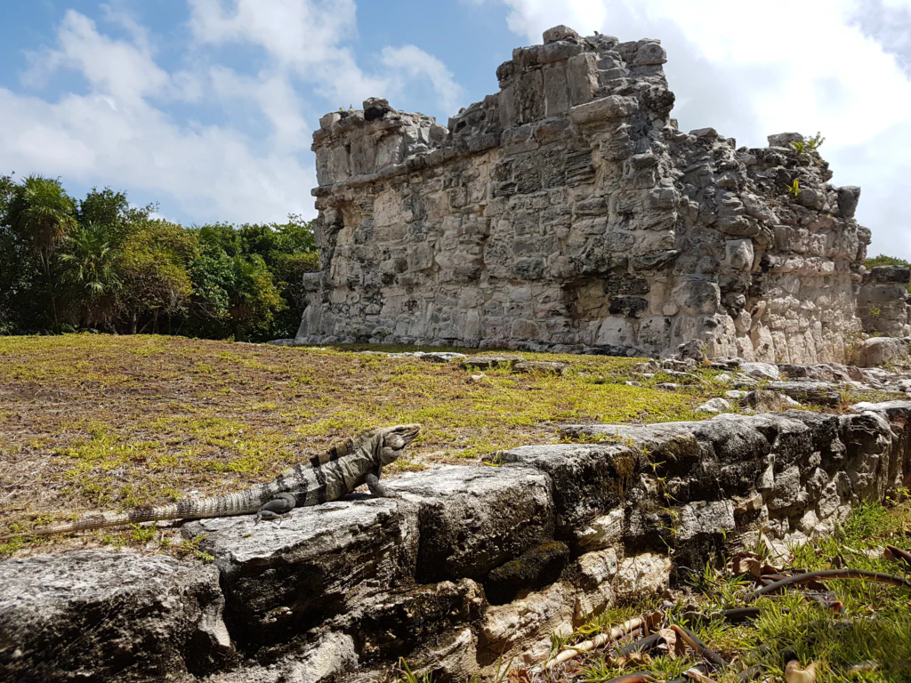 Majestätischer Leguan