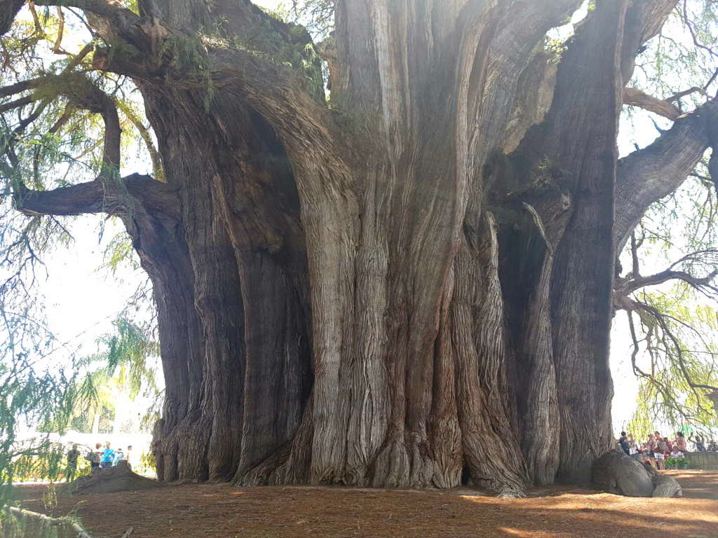 El Tule - Rekordhalter des Titels 'breitester Baum der Welt'