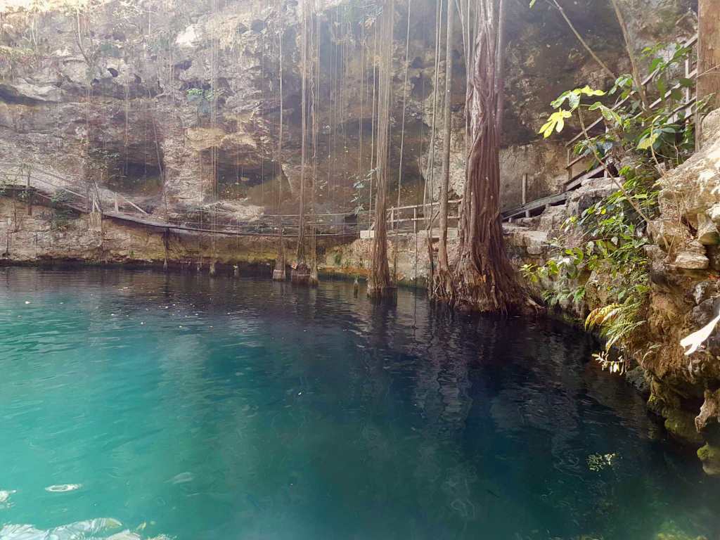 Baumwurzeln baden in X'canché