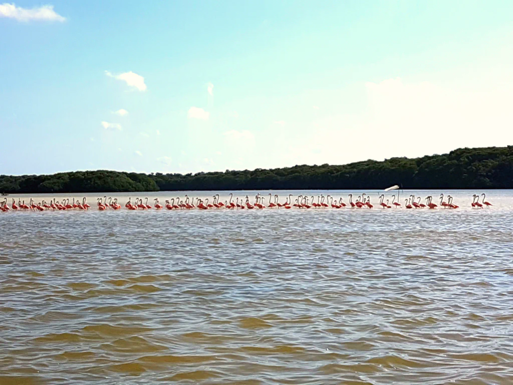 Ich zähle genau 100 Flamingos. Und ihr?