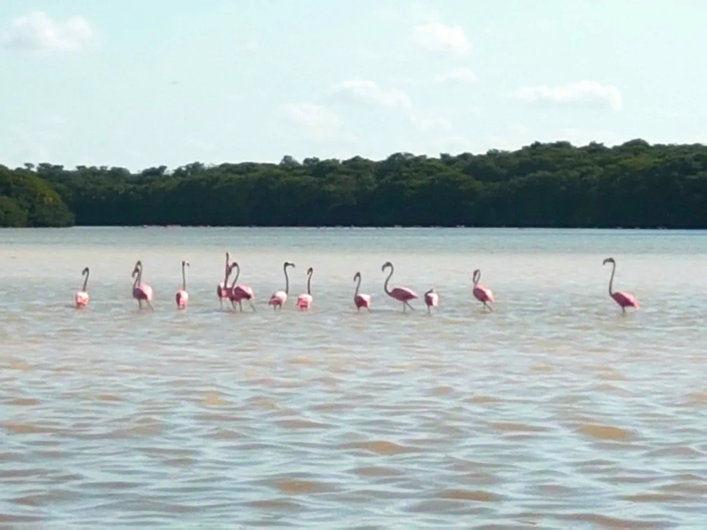 Pinke Pracht in der Lagune
