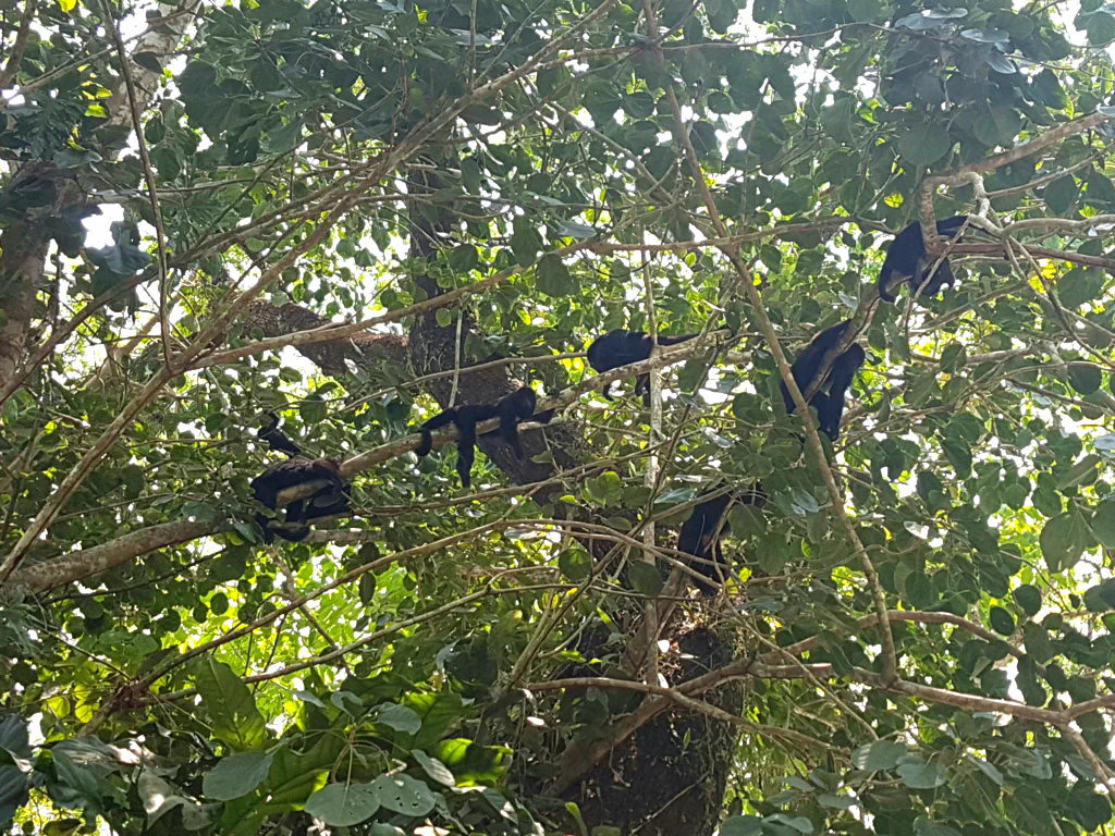 Der kleine Fleck über den linken Affe ist der Babyaffe